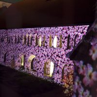 Refugium, Lichtprojektion Kreuzgang Dom, Lichtungen Hildesheim, 2015, Foto: Sara Förster